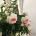 Lovely More Rose