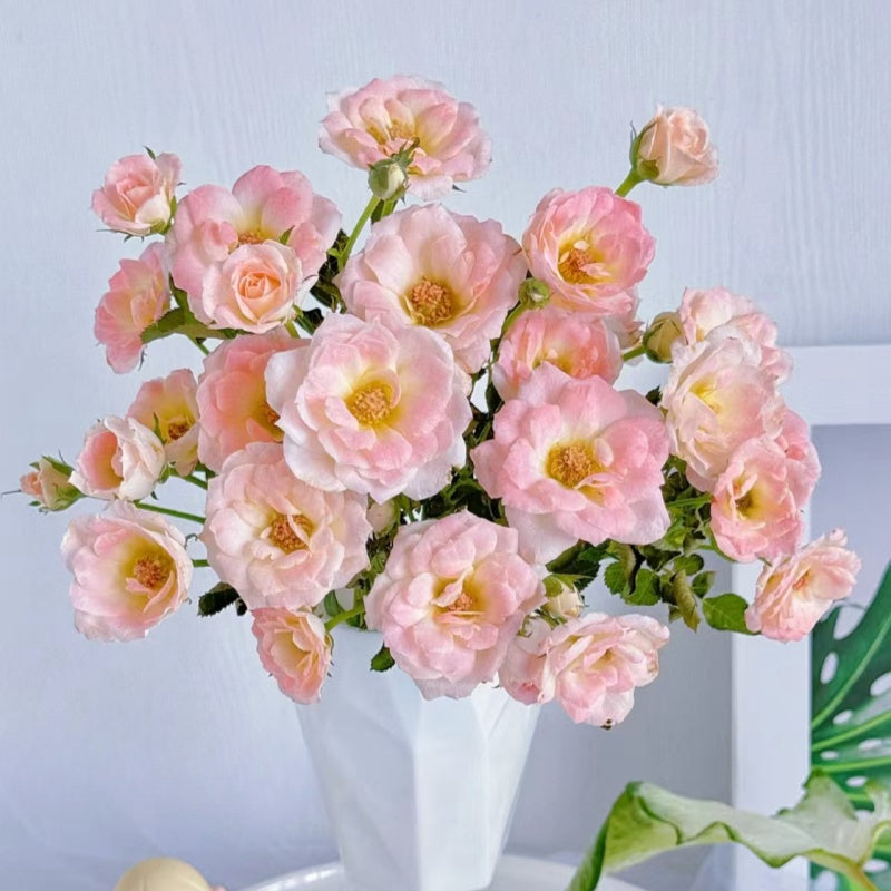 White Peach Ovation Rose