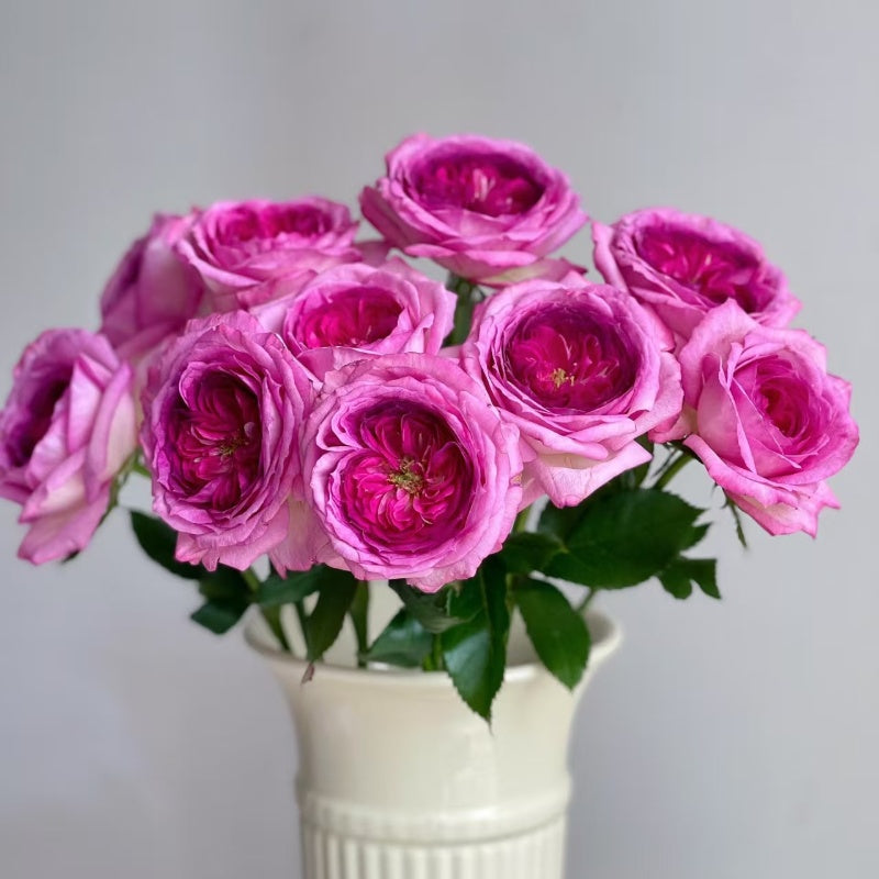 Thierry Marx Rose Plant