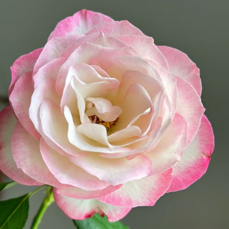 Jubilé du Prince de Monaco Rose