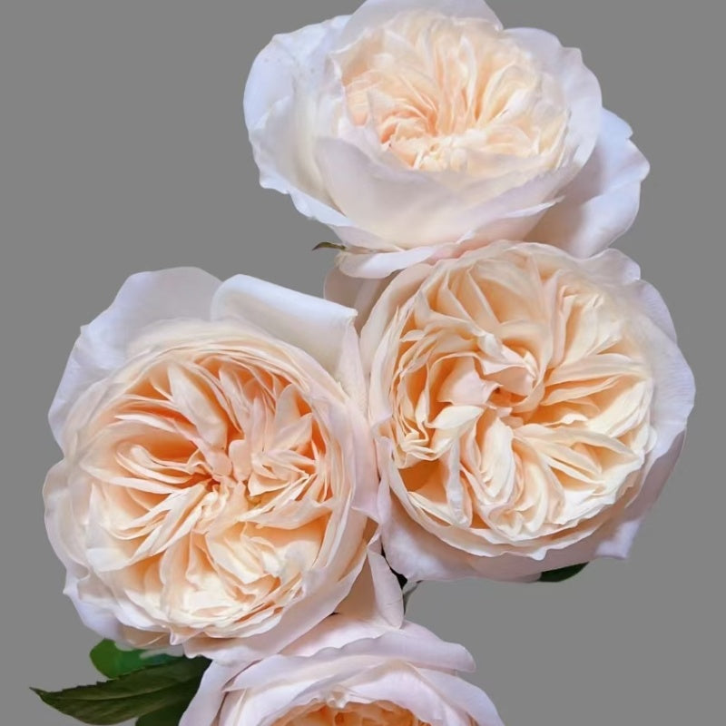 Bessie Rose