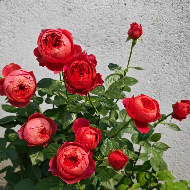 Cinnabar Bowl Rose