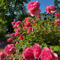 Princess Alexandra of Kent Rose