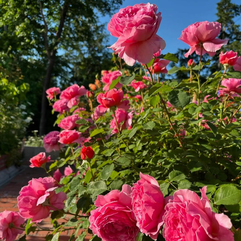 Princess Alexandra of Kent Rose