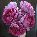 Rouge de Parfum Rose