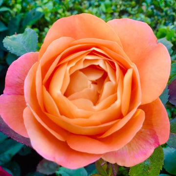 Lady Emma Hamilton Rose