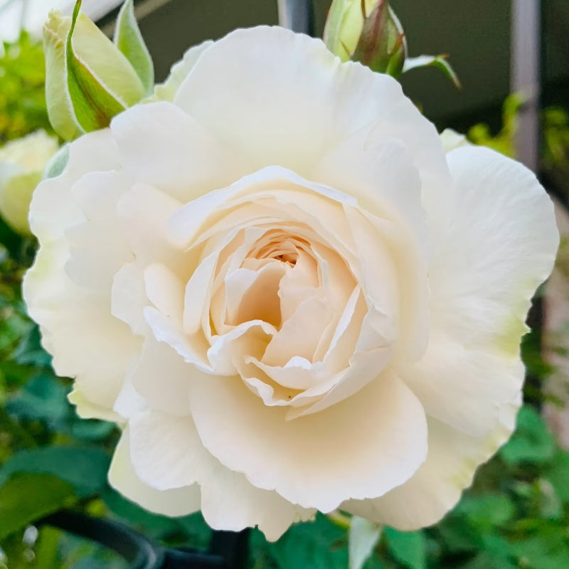 Purity Rose