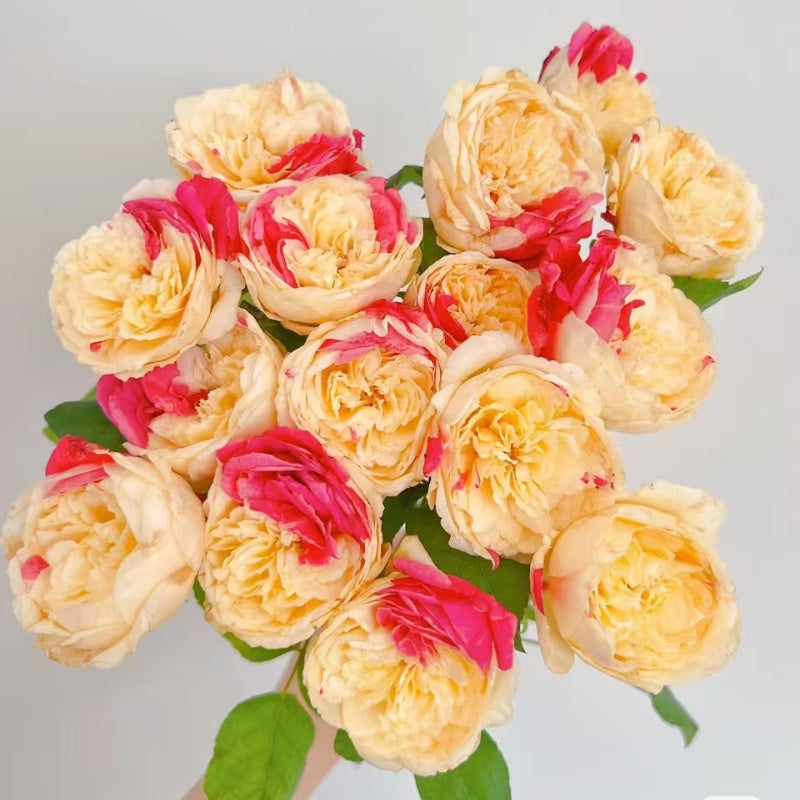Fugetsu Rose