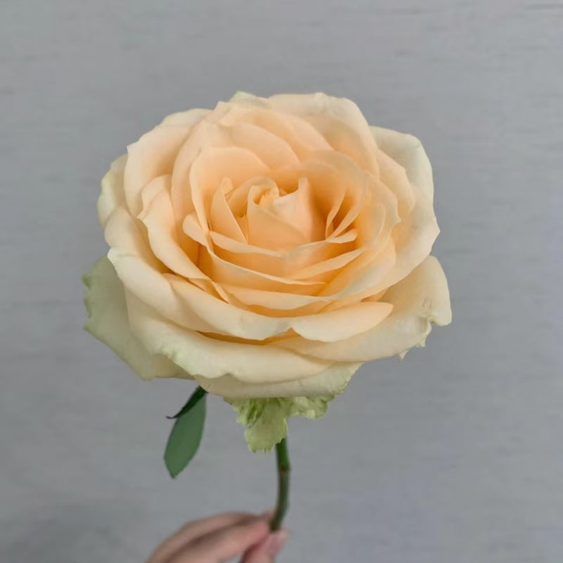Peach Avalanche Rose