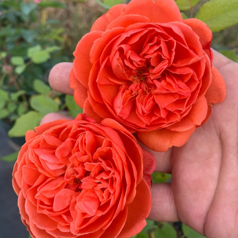 Summer Song Rose