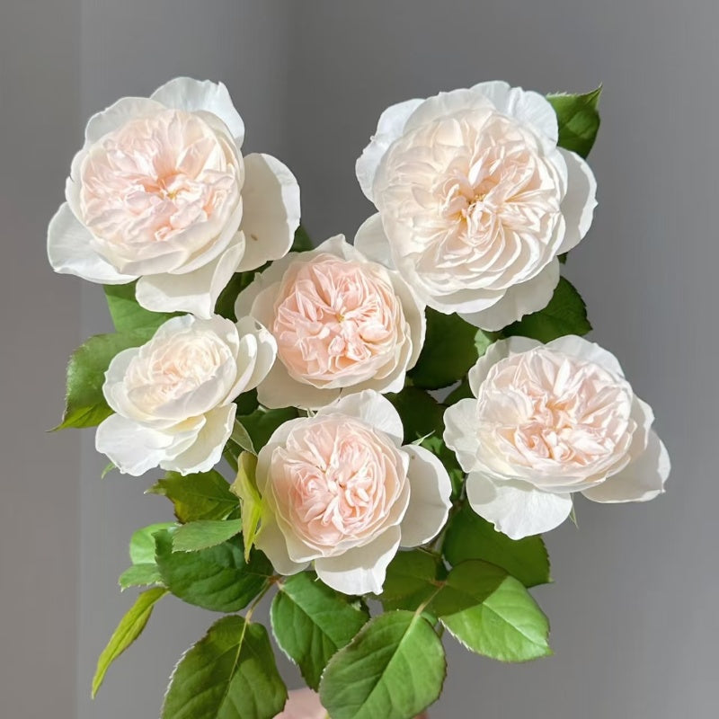Queen of the Elves Rose