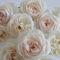 Princesse Astrid de Belgique Rose