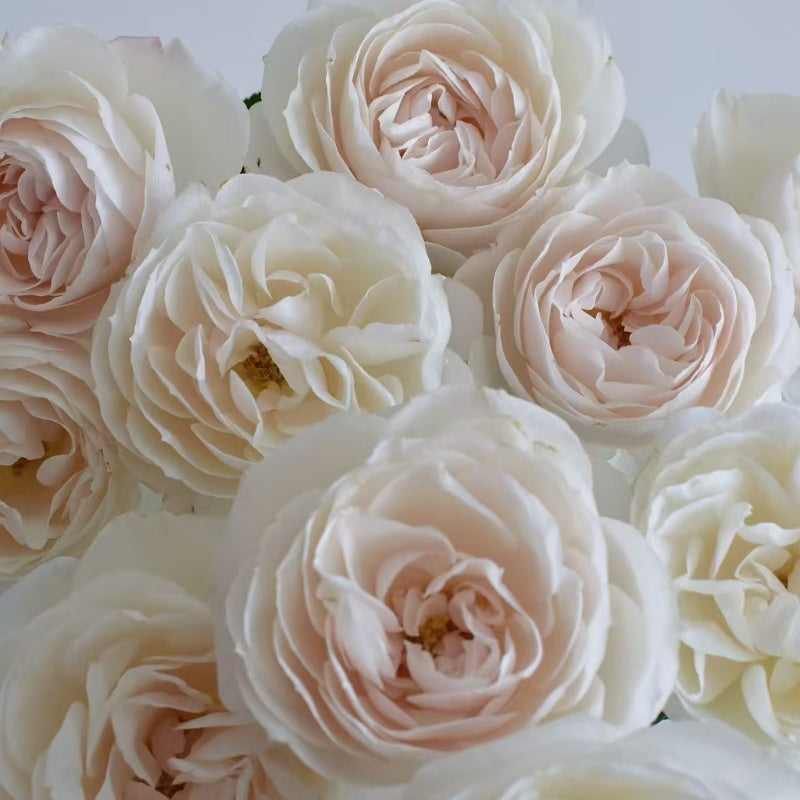 Princesse Astrid de Belgique Rose