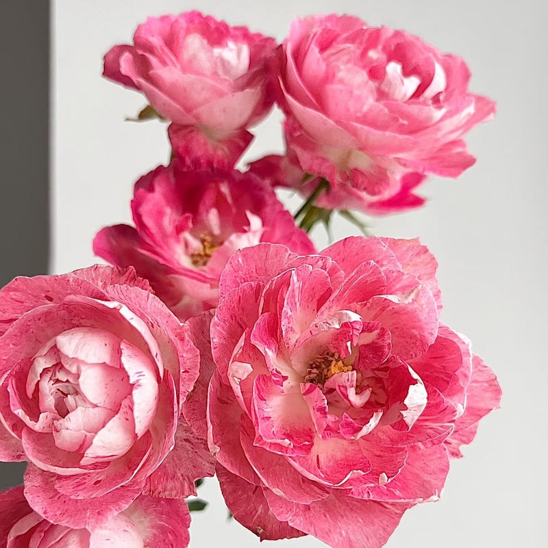 Lady Candle Rose