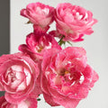 Lady Candle Rose