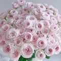 Princess Fairy kiss Rose