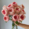 Princess Sakura Rose