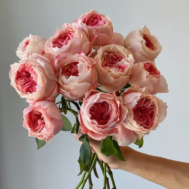 Princess Sakura Rose