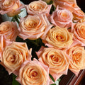 Shimmer Rose