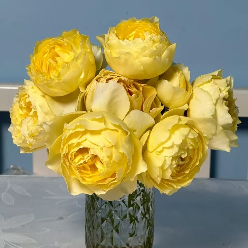 phytalos Rose