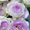 Vesalius Rose