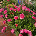 Princess Alexandra of Kent Rose