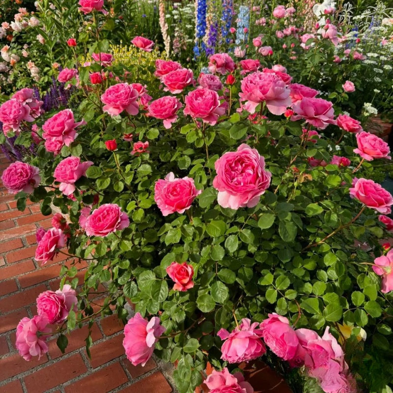 Princess Alexandra of Kent Rose