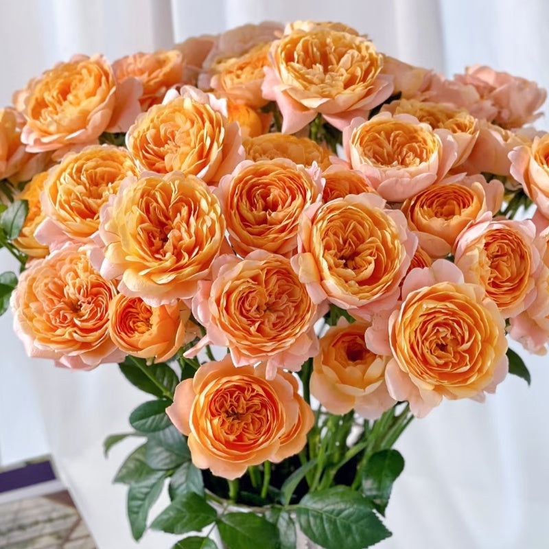 Juicy Terrazza Rose