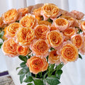 Juicy Terrazza Rose
