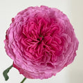Abdel Rose - Coral-Pink Fragrant Hybrid Tea Rose Bloom in Garden