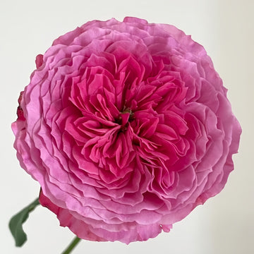 Abdel Rose - Coral-Pink Fragrant Hybrid Tea Rose Bloom in Garden