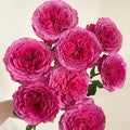 Abdel Rose - Coral-Pink Fragrant Hybrid Tea Rose Bloom in Garden