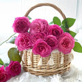 Abdel Rose - Coral-Pink Fragrant Hybrid Tea Rose Bloom in Garden