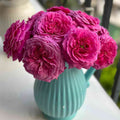 Abdel Rose - Coral-Pink Fragrant Hybrid Tea Rose Bloom in Garden