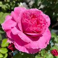 Abdel Rose - Coral-Pink Fragrant Hybrid Tea Rose Bloom in Garden