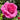Abdel Shrub Rose Plant garden rose with elegant blooms