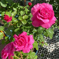 Abdel Rose - Coral-Pink Fragrant Hybrid Tea Rose Bloom in Garden