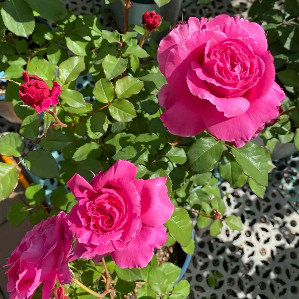 Abdel Rose - Coral-Pink Fragrant Hybrid Tea Rose Bloom in Garden