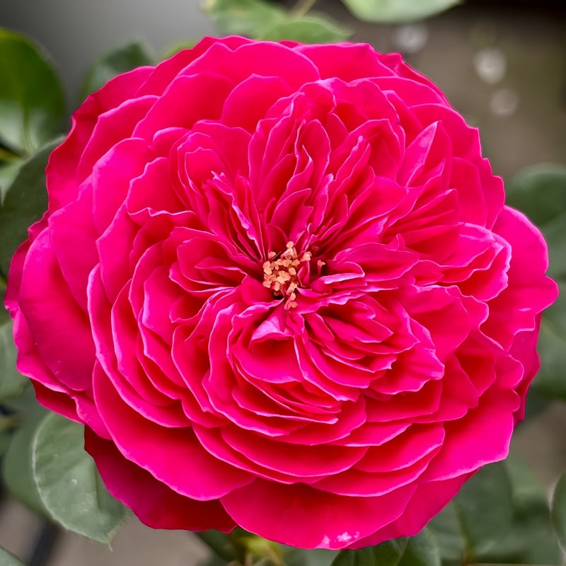 Accademia Rose