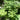 Acer sieboldianum 'Seki no kegon' Maple showing graceful branching and leaves