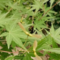 Acer Palmatum Maple Tree