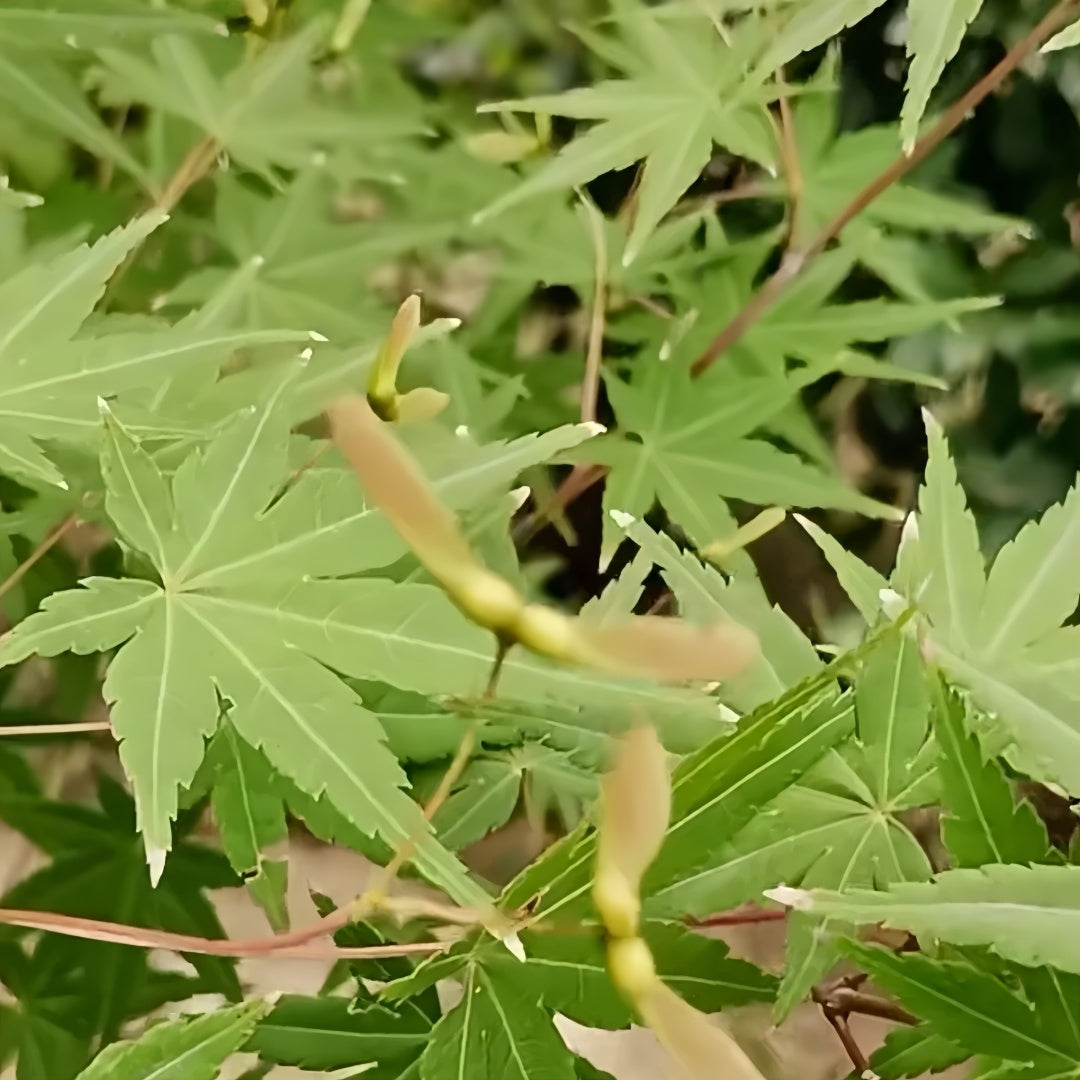 Acer Palmatum Maple Tree
