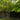 Acer Palmatum Maple Tree compact maple ideal for patios and bonsai