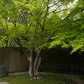 Acer Palmatum Maple Tree