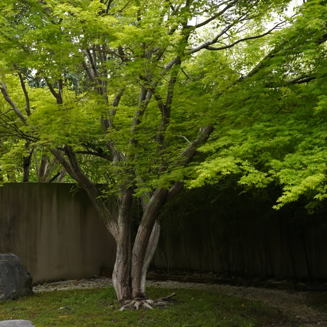 Acer Palmatum Maple Tree
