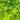 Acer Palmatum Maple Tree Japanese Maple with seasonal foliage color