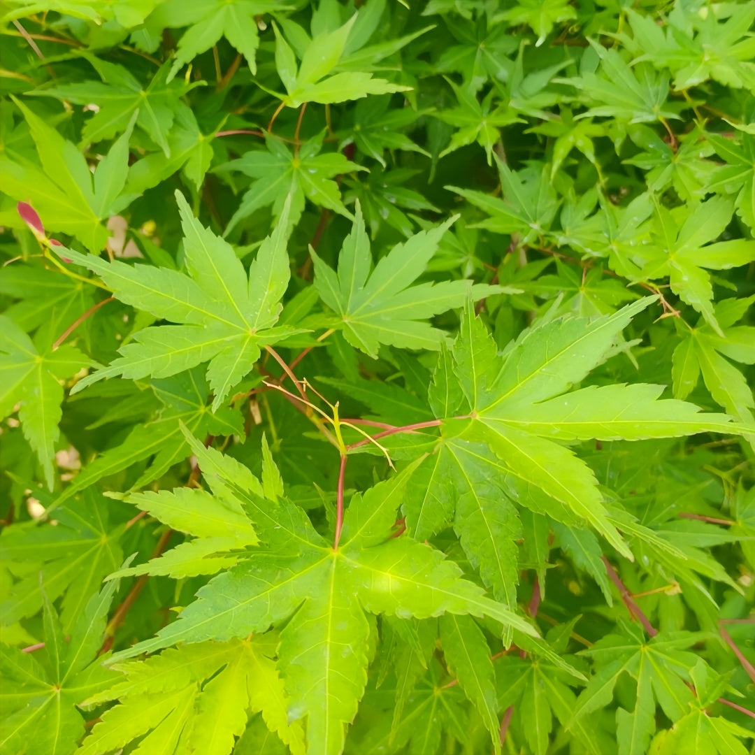 Acer Palmatum Maple Tree