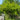 Acer Palmatum Maple Tree showing graceful branching and leaves