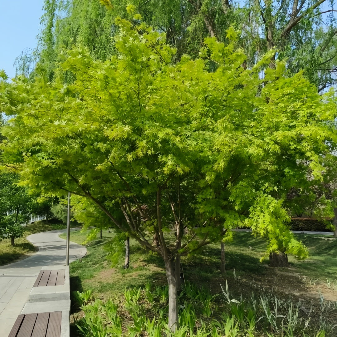 Acer Palmatum Maple Tree