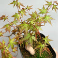 Acer Palmatum Maple Tree